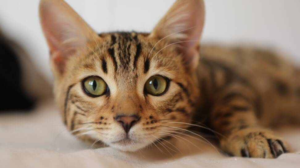 Microchip Cat Flap