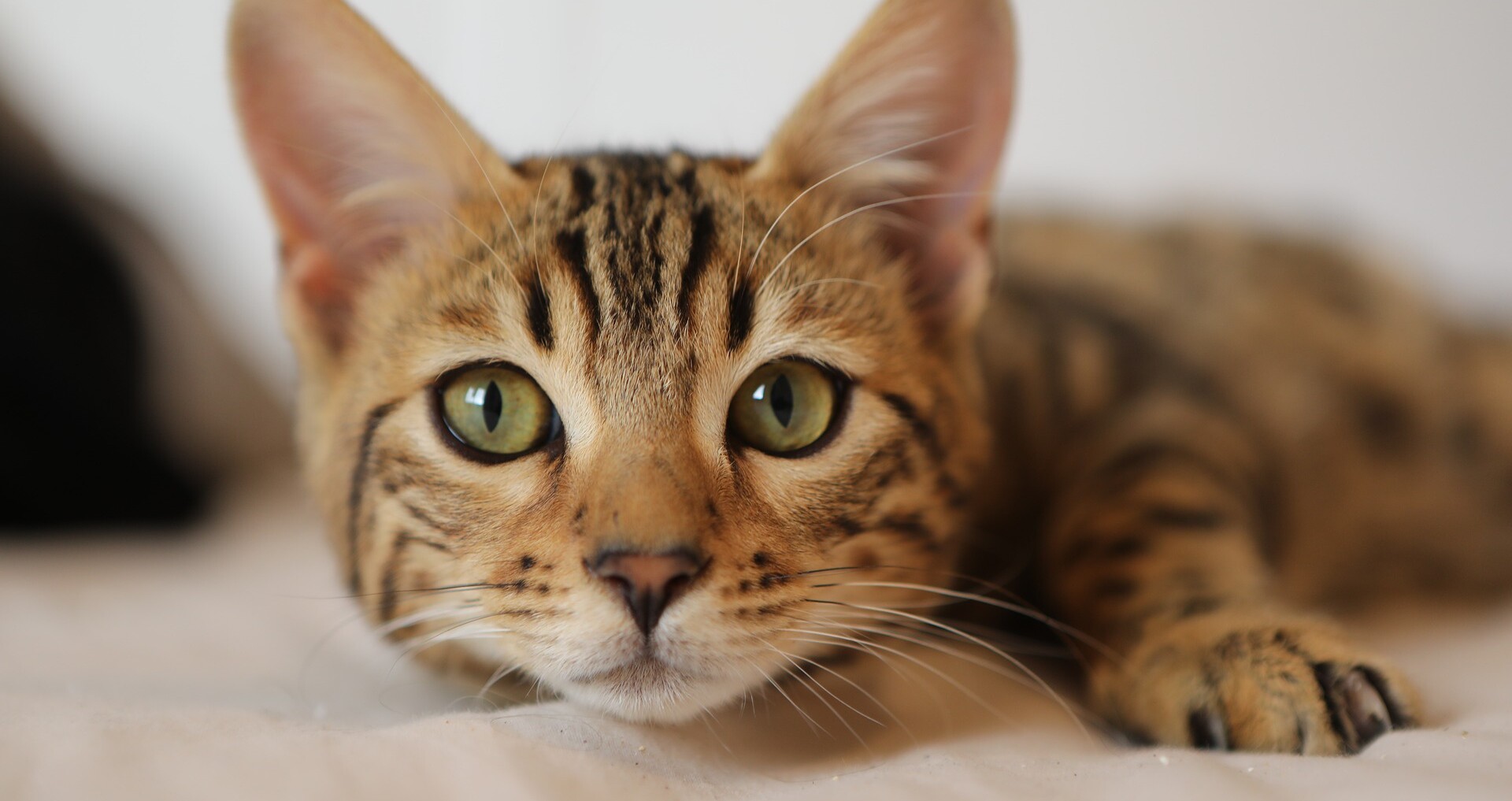 Microchip Cat Flap