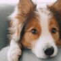 smart pet living