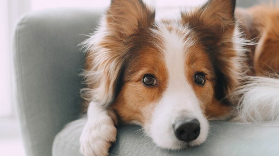 smart pet living