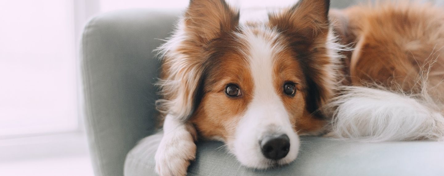smart pet living