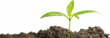 soil