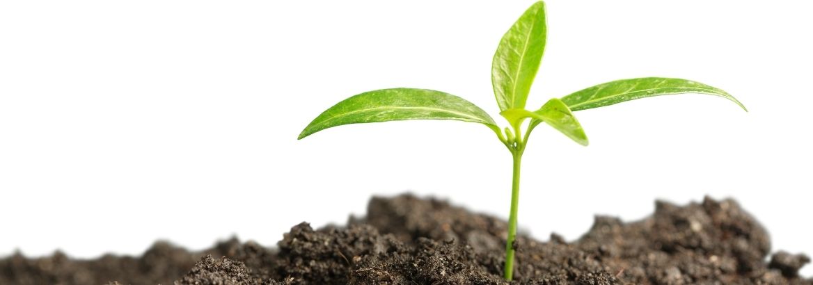 soil